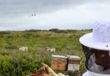 Unearthing the True Nature of South African Honey
