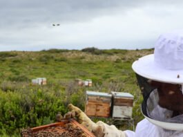 Unearthing the True Nature of South African Honey