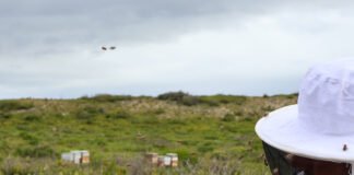 Unearthing the True Nature of South African Honey