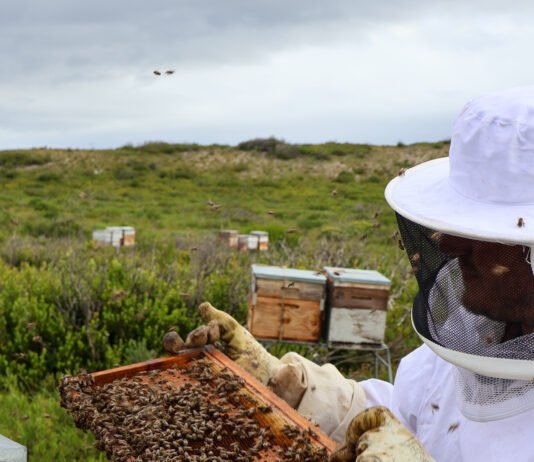 Unearthing the True Nature of South African Honey