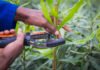 Macadamia industry shifts focus from expansion to value per hectare
