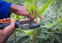 Macadamia industry shifts focus from expansion to value per hectare