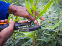 Macadamia industry shifts focus from expansion to value per hectare