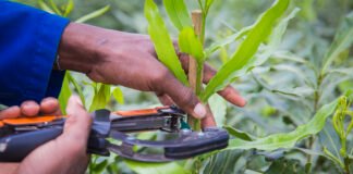 Macadamia industry shifts focus from expansion to value per hectare