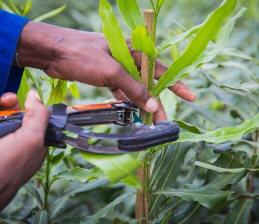 Macadamia industry shifts focus from expansion to value per hectare