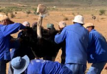 Cornered, bagged and plucked with pliers: shocking footage exposes the cruelty behind fashion’s ostrich feathers