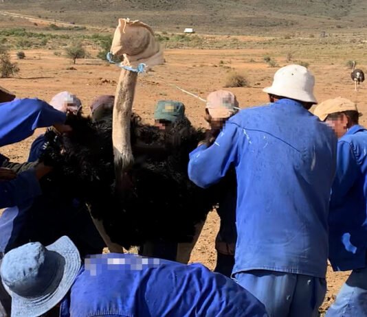 Cornered, bagged and plucked with pliers: shocking footage exposes the cruelty behind fashion’s ostrich feathers