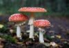 Industrial farming poses threat to fungi, small organisms vital to healthy soil – UN Decade