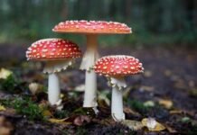 Industrial farming poses threat to fungi, small organisms vital to healthy soil – UN Decade
