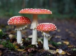 Industrial farming poses threat to fungi, small organisms vital to healthy soil – UN Decade