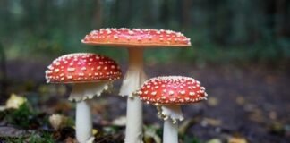 Industrial farming poses threat to fungi, small organisms vital to healthy soil – UN Decade