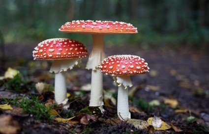 Industrial farming poses threat to fungi, small organisms vital to healthy soil – UN Decade