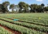 Absolute takes its AI-led biological agriculture platform INERA to Africa, begins commercial operations in Kenya