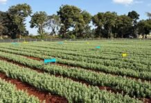 Absolute takes its AI-led biological agriculture platform INERA to Africa, begins commercial operations in Kenya