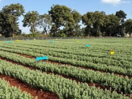 Absolute takes its AI-led biological agriculture platform INERA to Africa, begins commercial operations in Kenya