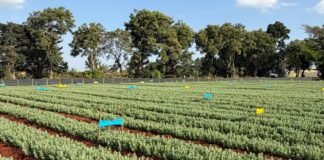 Absolute takes its AI-led biological agriculture platform INERA to Africa, begins commercial operations in Kenya