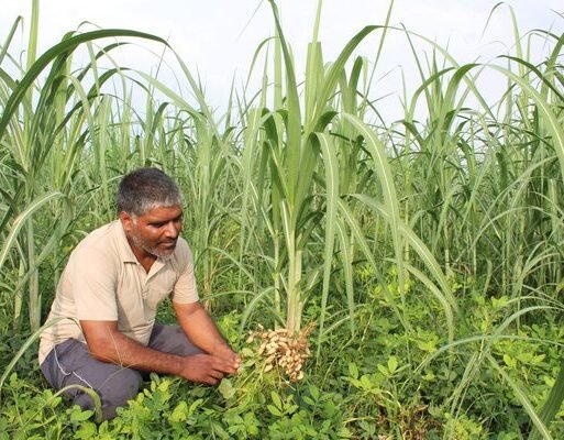 Intercropping Meerut