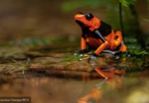 Experts call for closing legal loopholes in $2.5 billion global reptile and amphibian pet trade