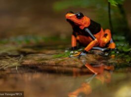Experts call for closing legal loopholes in $2.5 billion global reptile and amphibian pet trade