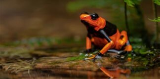 Experts call for closing legal loopholes in $2.5 billion global reptile and amphibian pet trade