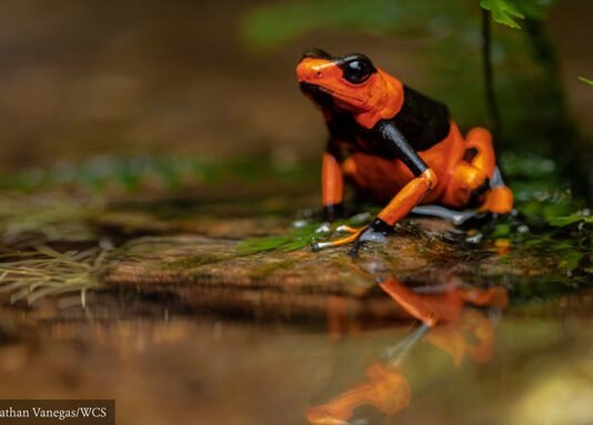 Experts call for closing legal loopholes in $2.5 billion global reptile and amphibian pet trade