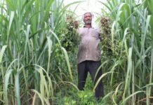 Additive intercropping of groundnut in sugarcane offers a new future for farmers in India