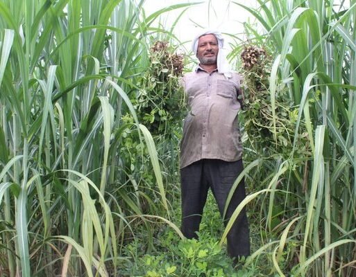 Meerut suragcane and groundnut farmer