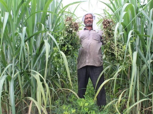 Additive intercropping of groundnut in sugarcane offers a new future for farmers in India