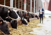 IFF launches novel enzyme designed to unlock nutrients present in dairy feeds