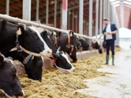 IFF launches novel enzyme designed to unlock nutrients present in dairy feeds