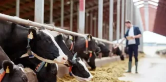 IFF launches novel enzyme designed to unlock nutrients present in dairy feeds