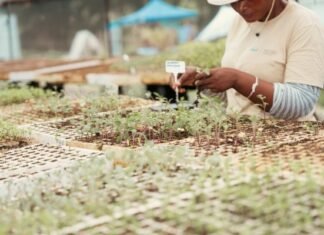 Building beyond the projects: What the Inchanga agroecology hub teaches us about sustainable community partnerships
