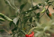 El Niño heat puts small-scale farmers at risk as preparedness falls short