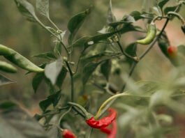 El Niño heat puts small-scale farmers at risk as preparedness falls short