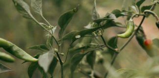 El Niño heat puts small-scale farmers at risk as preparedness falls short
