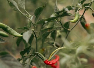El Niño heat puts small-scale farmers at risk as preparedness falls short