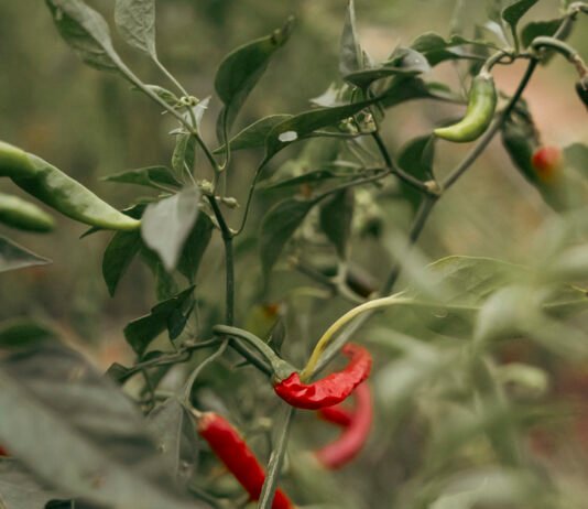 El Niño heat puts small-scale farmers at risk as preparedness falls short