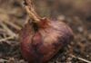 El Niño heat puts small-scale farmers at risk as preparedness falls short