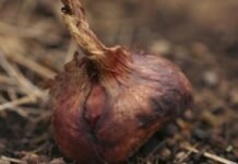El Niño heat puts small-scale farmers at risk as preparedness falls short