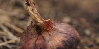 El Niño heat puts small-scale farmers at risk as preparedness falls short
