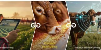 Smarter Feed, Faster Decisions: Improving Quality in Real Time