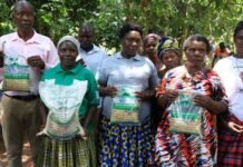Oilseed farmers in Uganda double yields and income after shifting to commercial farming