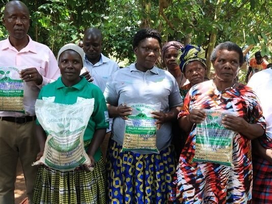 Oilseed farmers in Uganda double yields and income after shifting to commercial farming