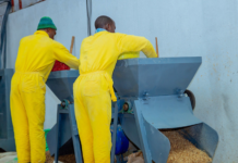 Rwandan entrepreneur turns cassava peels into affordable livestock feed