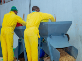 Rwandan entrepreneur turns cassava peels into affordable livestock feed