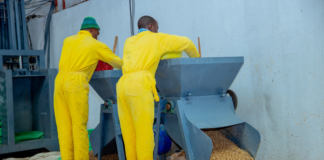 Rwandan entrepreneur turns cassava peels into affordable livestock feed