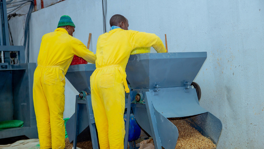 Rwandan entrepreneur turns cassava peels into affordable livestock feed