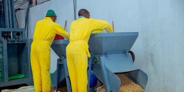 cassava_peels_processing_into_animal_feeds