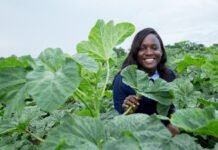 Ghanaian Scientist Pamela Afokpe Wins 2026 Borlaug Field Award for Championing Africa’s Indigenous Crops