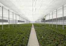 Arrigoni at EIMA 2026: PRISMA® and ROBUXTA® thermo-reflective screens cut water lost to evaporation by up to 50%